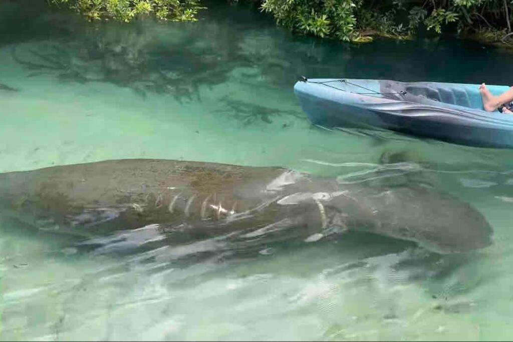 Manatee Oasis Weeki Wachee Family Fun Pool Home Spring Hill Εξωτερικό φωτογραφία